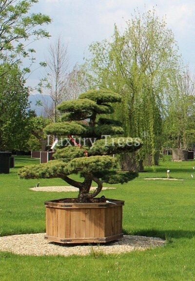 pinus-parviflora-glauca-34.jpg