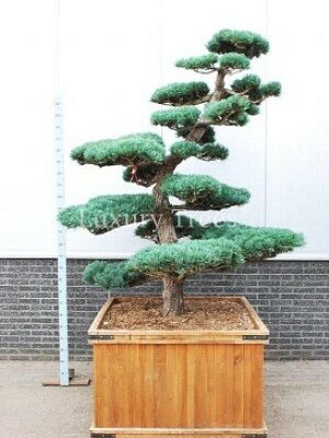 pinus-parviflora-glauca-5.jpg