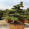 Bonsai Pinus Parviflora - Japanische Kiefer 30-40cm Im Keramiktopf