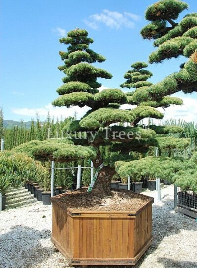 pinus-parviflora-glauca-59.jpg