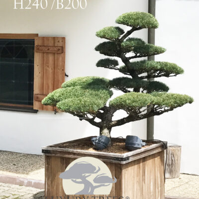 pinus-parviflora-glauca-pinus-pinus-pentaphylla-bonsai-maedchenkiefer-1.jpg