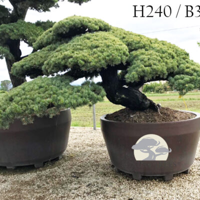 pinus-parviflora-glauca-pinus-pinus-pentaphylla-bonsai-maedchenkiefer-10.jpg