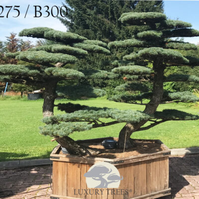 pinus-parviflora-glauca-pinus-pinus-pentaphylla-bonsai-maedchenkiefer-11.jpg