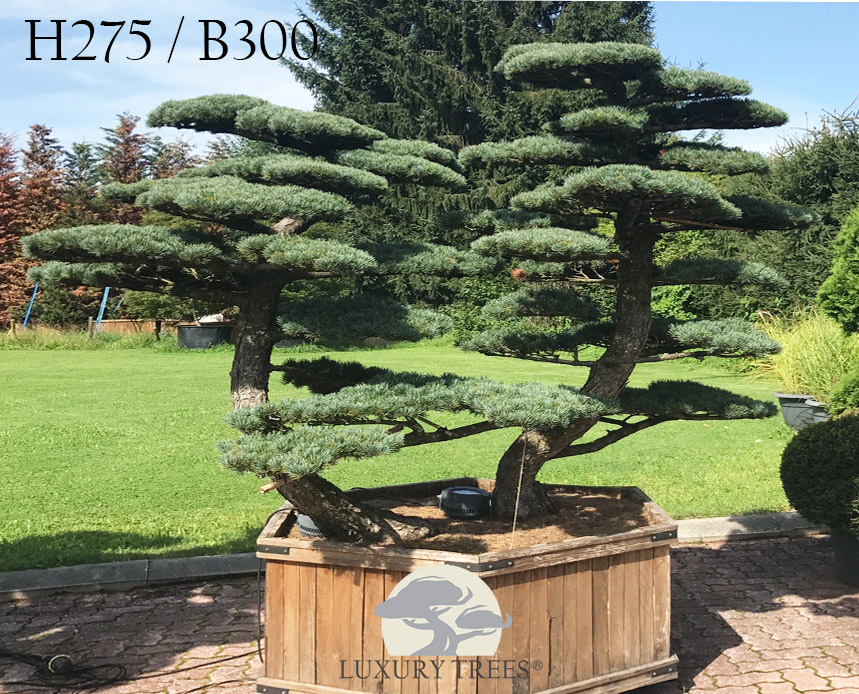 pinus-parviflora-glauca-pinus-pinus-pentaphylla-bonsai-maedchenkiefer-11.jpg