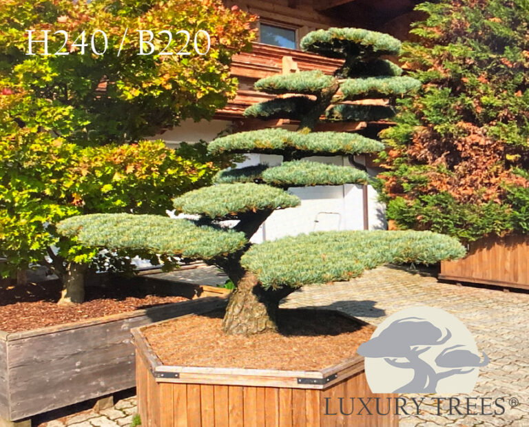 Pinus Parviflora Schoons Bonsai – Mädchenkiefer Als Kleiner Bonsai | 30-40 Cm, In 10-Liter-Schale