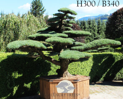 pinus-parviflora-glauca-pinus-pinus-pentaphylla-bonsai-maedchenkiefer-5.jpg