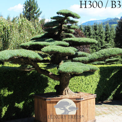 pinus-parviflora-glauca-pinus-pinus-pentaphylla-bonsai-maedchenkiefer-5.jpg