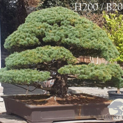 pinus-parviflora-glauca-pinus-pinus-pentaphylla-bonsai-maedchenkiefer-8.jpg