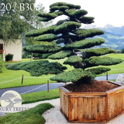 pinus-parviflora-glauca-pinus-pinus-pentaphylla-bonsai-maedchenkiefer-9.jpg