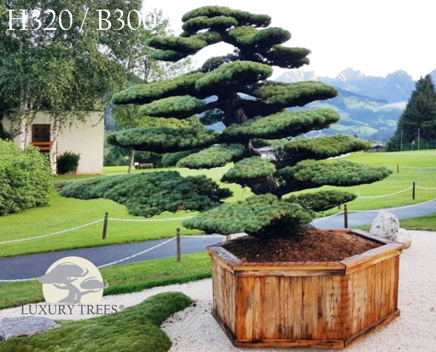 pinus-parviflora-glauca-pinus-pinus-pentaphylla-bonsai-maedchenkiefer-9.jpg