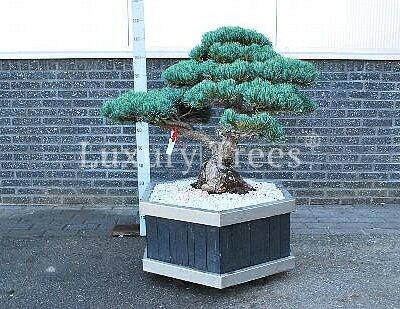 pinus-parviflora-guinatsu-1.jpg