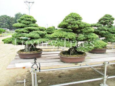 pinus-parviflora-klein-31.jpg