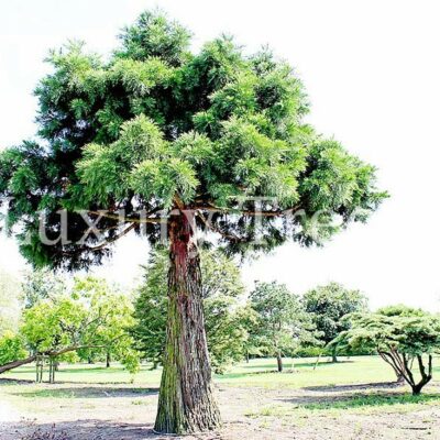 sequoiadendron-giganteum-riesenmammutbaum-hoehe-12-meter.jpg