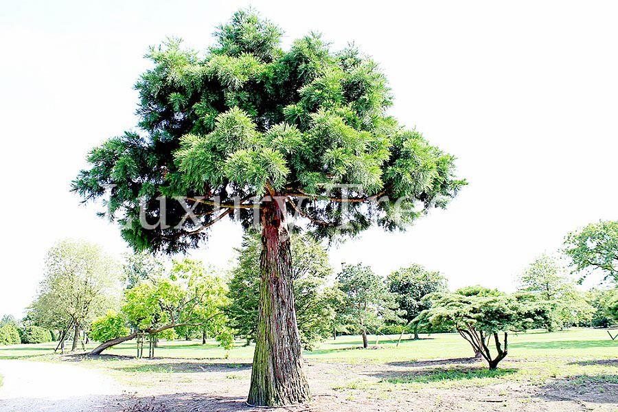 sequoiadendron-giganteum-riesenmammutbaum-hoehe-12-meter.jpg