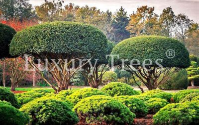 taxus-baccata-hochstamm.jpg