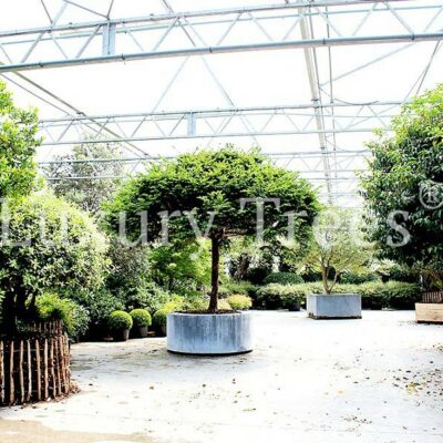 Taxus Baccata Hochstamm