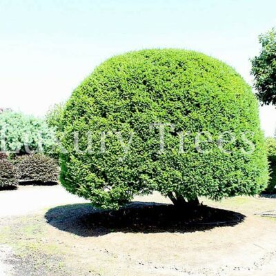 taxus-baccata-hoehe-bis-8-meter.jpg