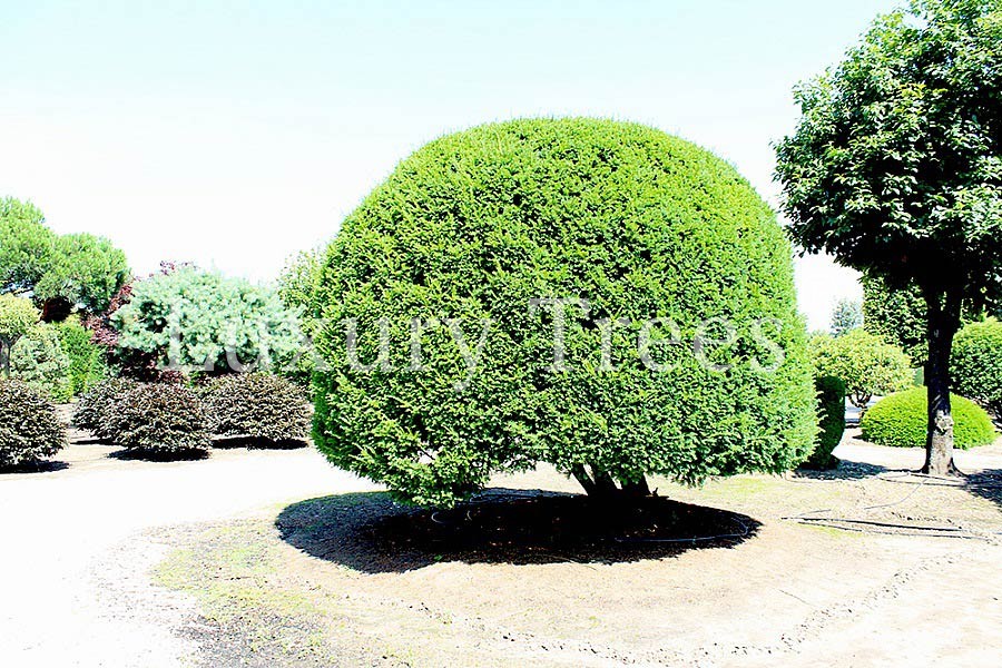 taxus-baccata-hoehe-bis-8-meter.jpg