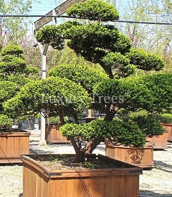 taxus-cuspidata-11.jpg