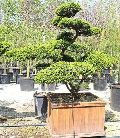 taxus-cuspidata-18.jpg