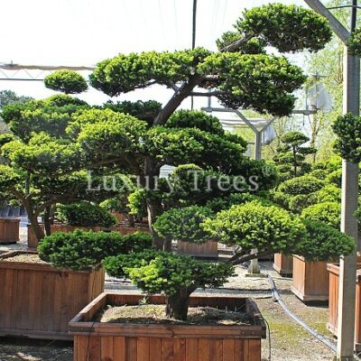 taxus-cuspidata-24.jpg