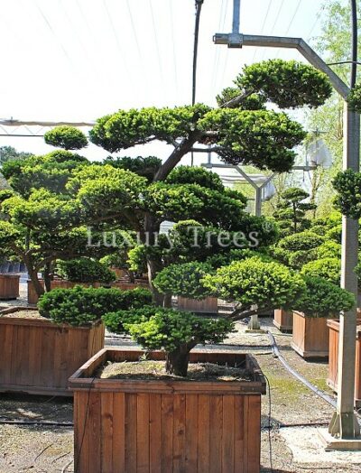 taxus-cuspidata-24.jpg