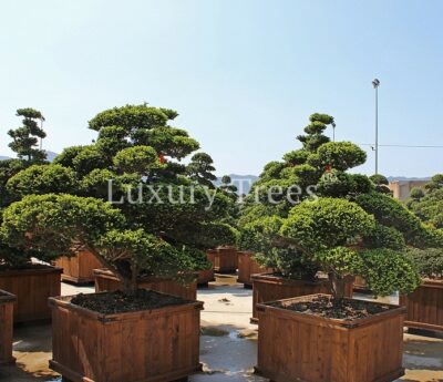 taxus-cuspidata-29.jpg