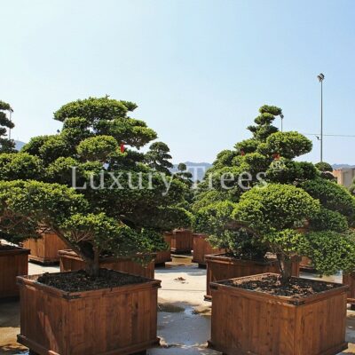 taxus-cuspidata-29.jpg