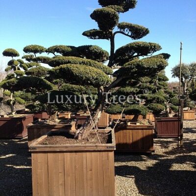 taxus-cuspidata-7.jpg