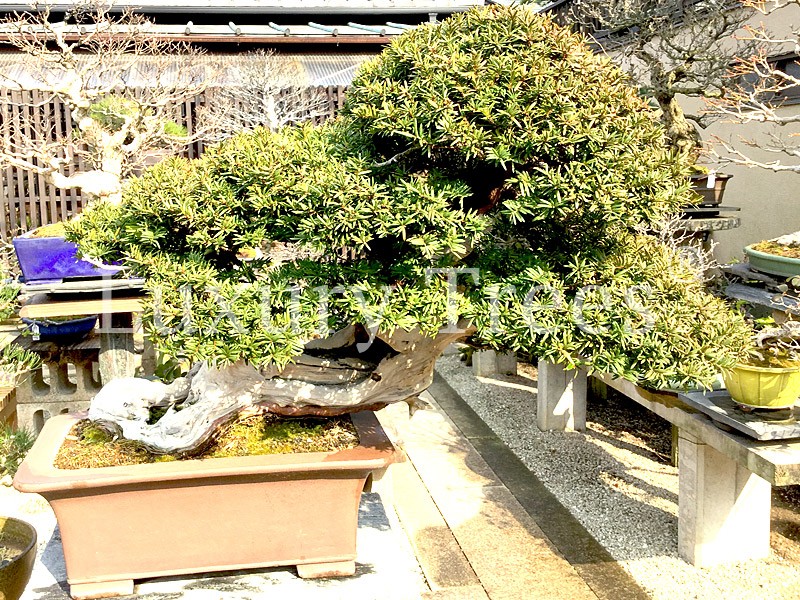taxus-cuspidata-bonsai-kaufen-bonsai-shop.jpg