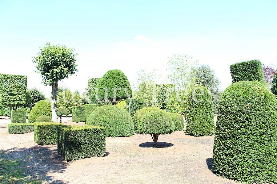 taxus-eiben-in-diversen-formen.jpg