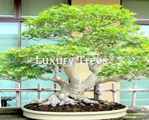 Acer-Palmatum-Bonsai-2-495x400