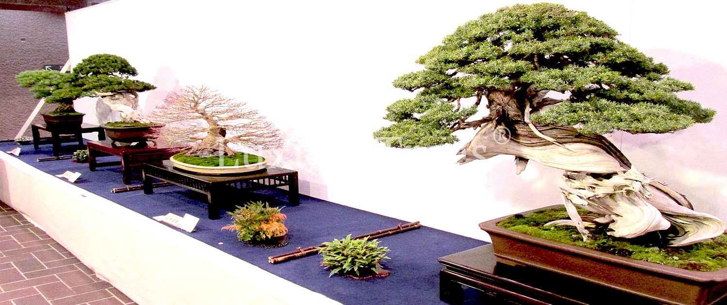 Bonsai-Austellung-Kokufu-ten-2016-2