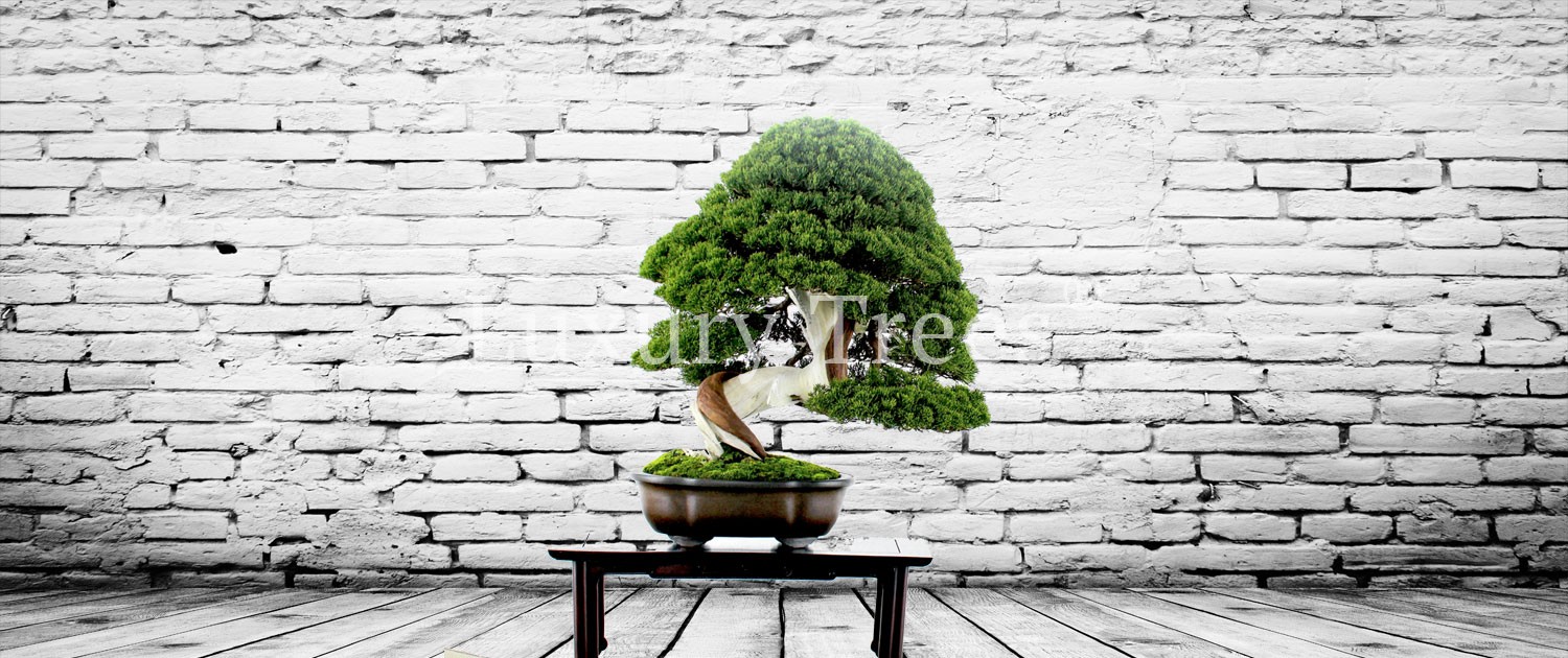 Bonsai-design-27-2