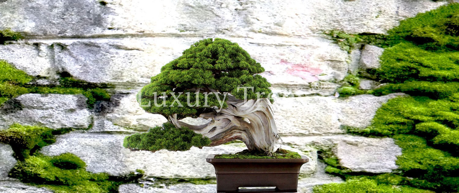 Bonsai-design-29-1