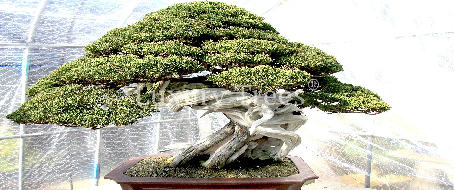 Bonsai-gestaltung-von-Bonsai-Juniperus-Chinensis