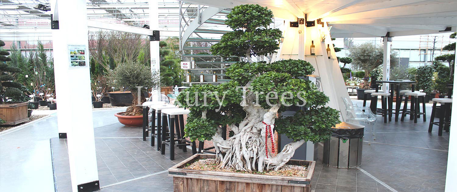 Ficus-Bonsai-5-1