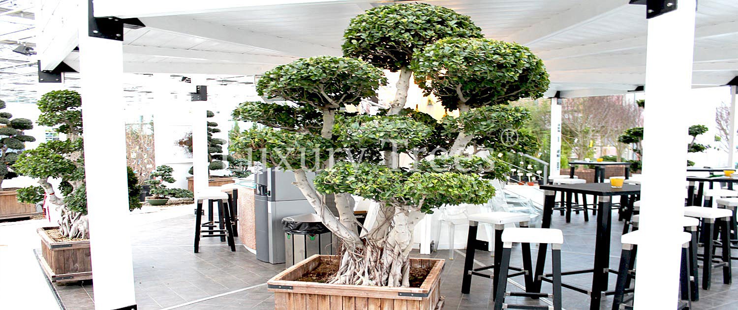 Ficus-Bonsai-7-1