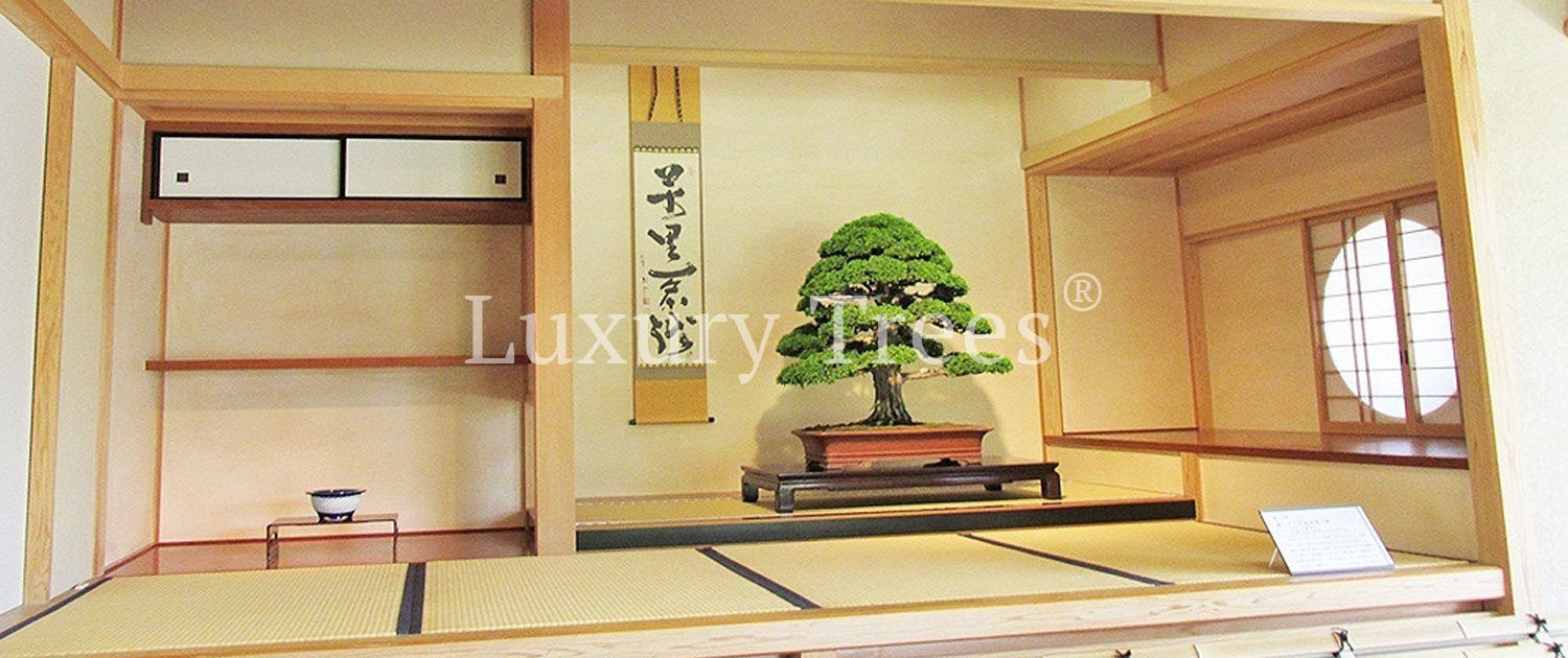 LuxuryTrees-Tokokoma-1500x630