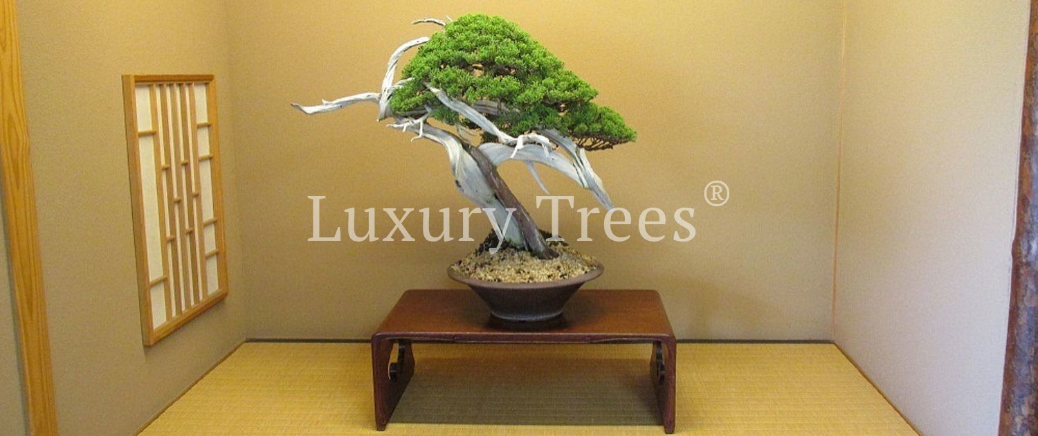 LuxuryTrees-Tokokoma-4-1500x630