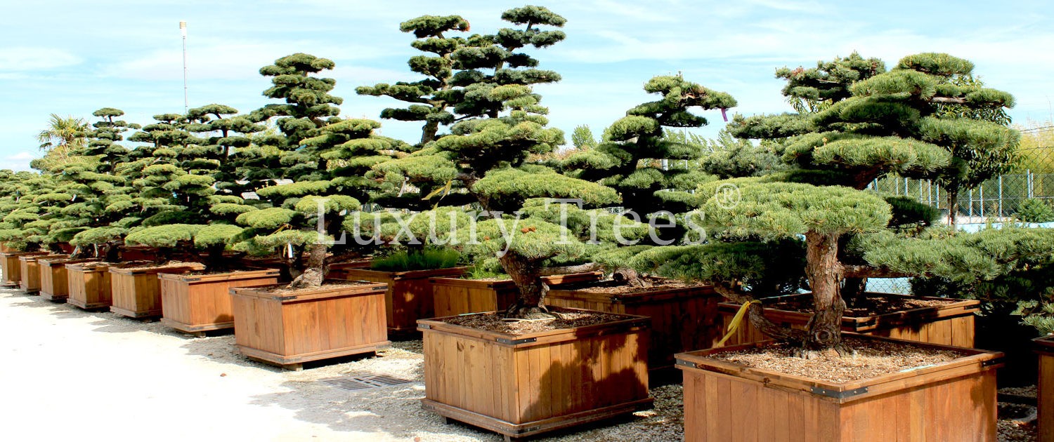 Japanische Mädchenkiefer 1 St 80-100 cm Azuma Yugiri Pinus parviflora 