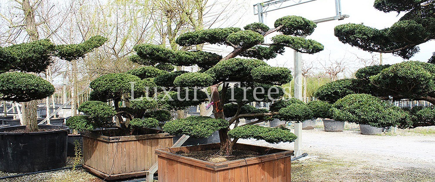 Taxus-Cuspidata-Japanische-Eibe-10