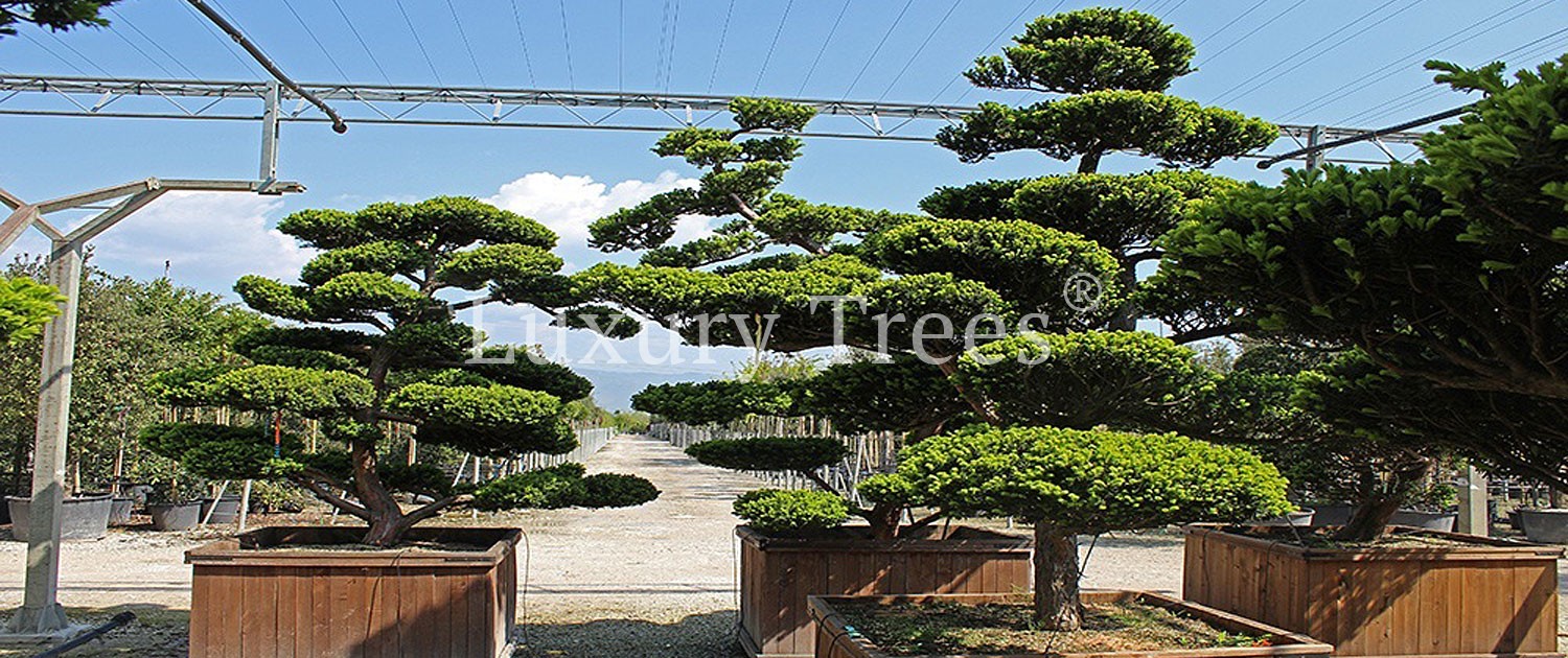 Taxus-Cuspidata-Japanische-Eibe-3