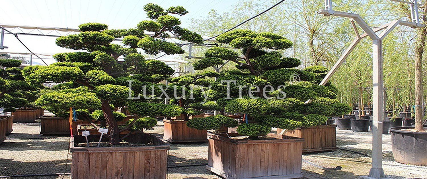 Taxus-Cuspidata-Japanische-Eibe-4