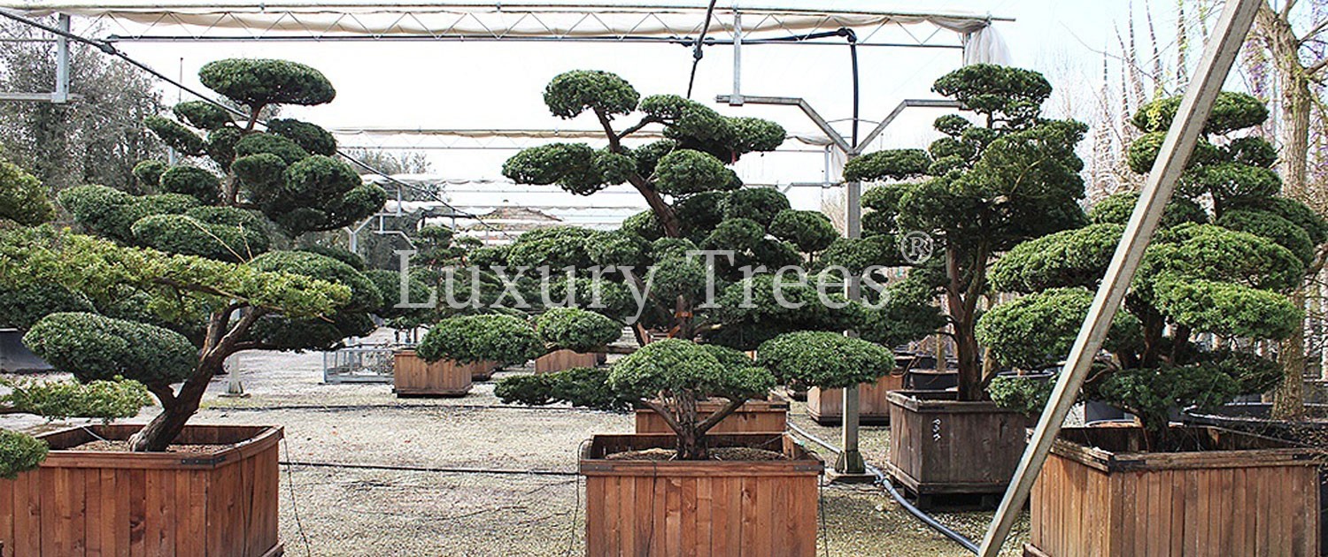 Taxus-Cuspidata-Japanische-Eibe-8