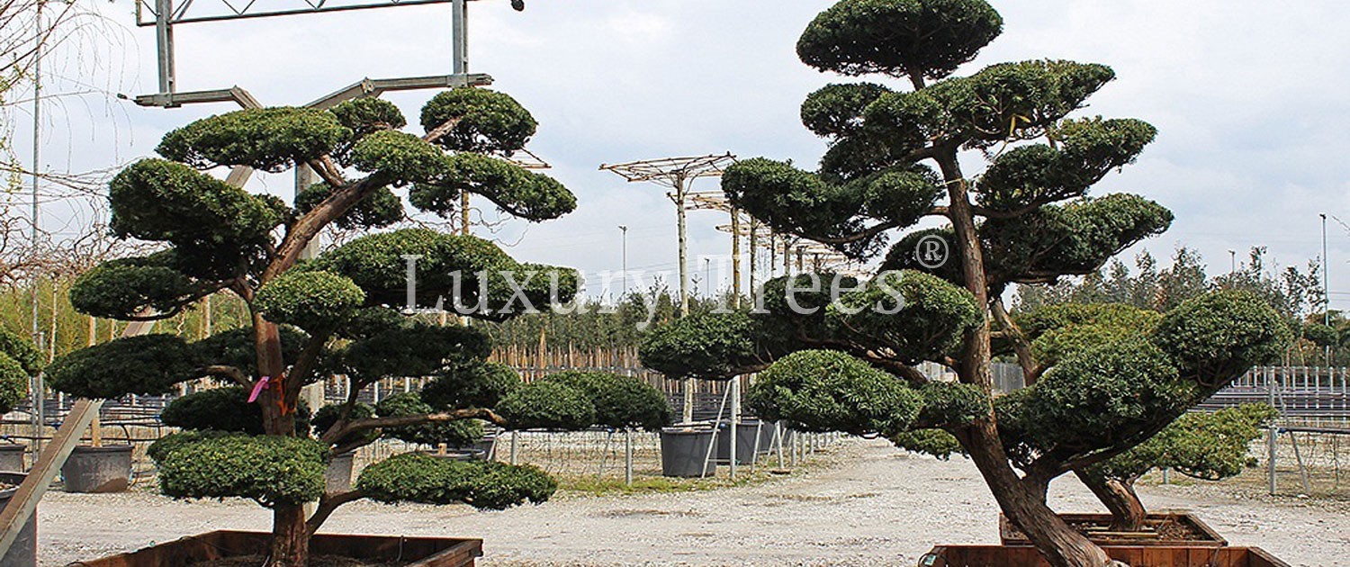 Taxus-Cuspidata-Japanische-Eibe-9