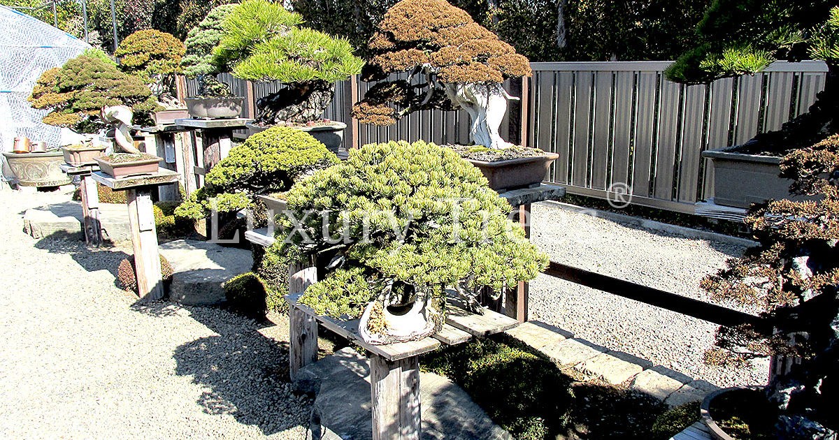Zen-Garten-Bonsai-Garten-1200x630