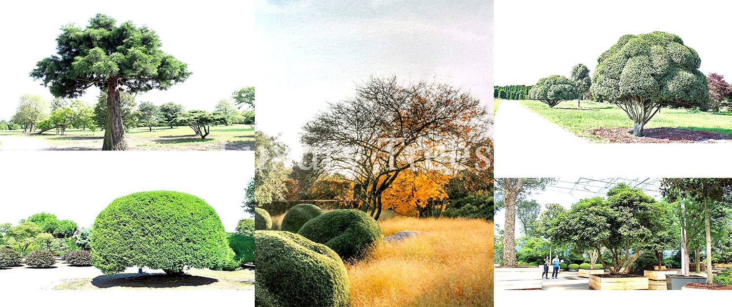 baum-baeume-gartenbaeume-bonsai-online-shop-1