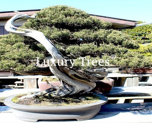 bonsai-garten-gartengestaltung-mit-bonsai-1-495x400