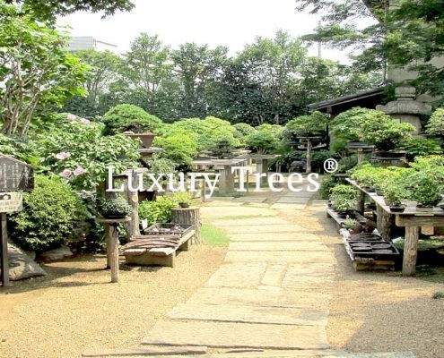 bonsai-garten-gartengestaltung-mit-bonsai-18-495x400